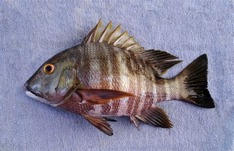 pargo fish